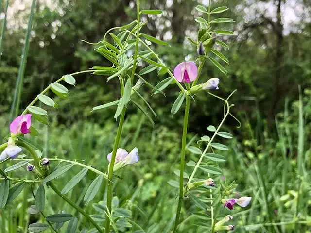 Vicia Sativa